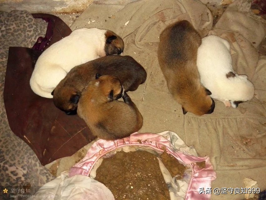 被遗弃的狗母子,被丢弃的母狗