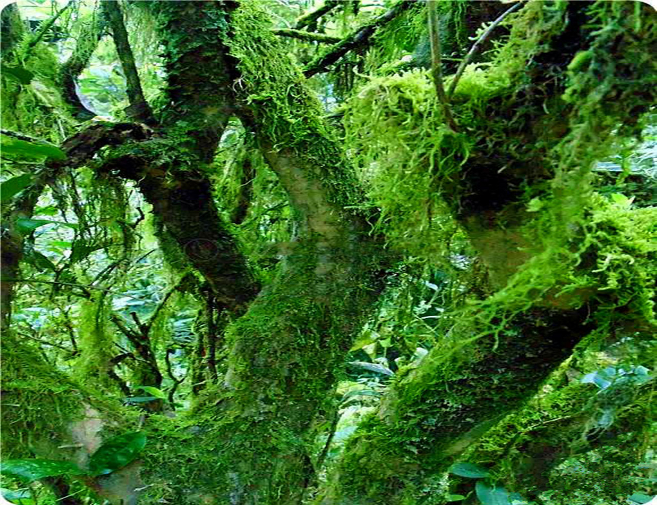 老枞水仙的枞味,老枞水仙茶是什么味道