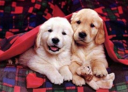 金毛训练12个动作,金毛满9个月需要怎么训练呢