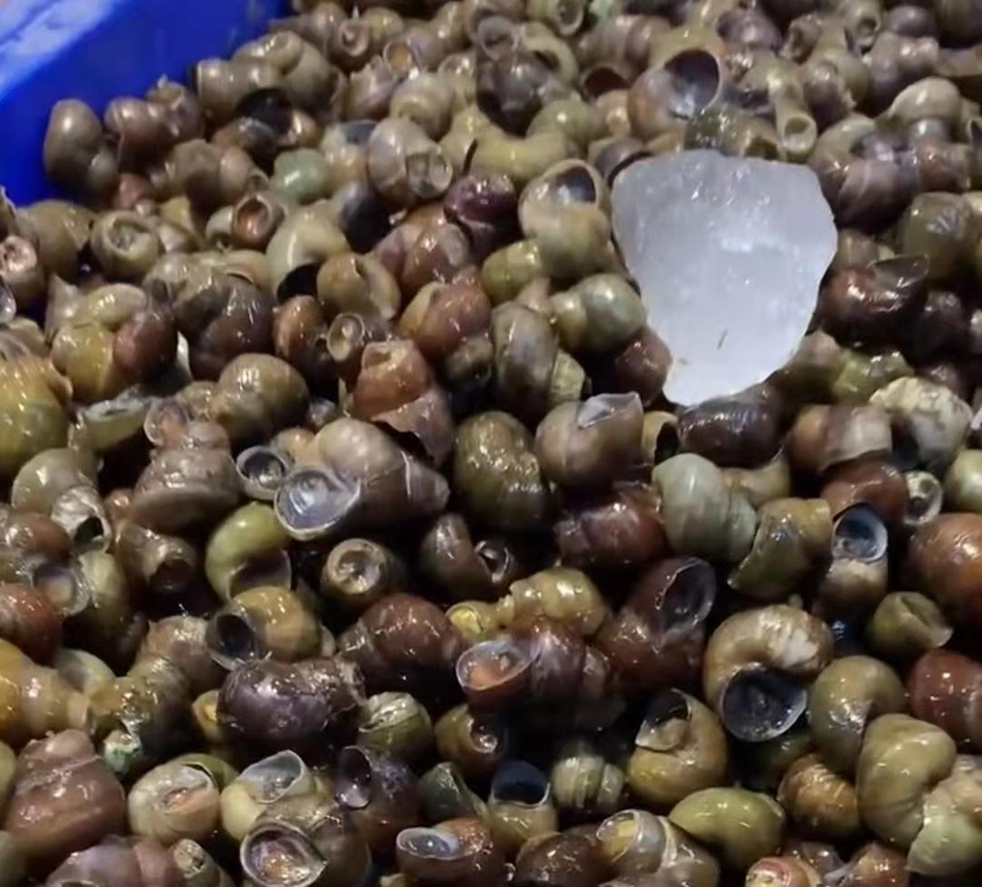 口水螺蛳正宗做法,酱爆螺蛳的正宗做法