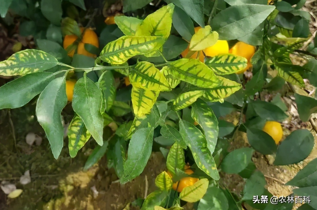 柑橘缺镁缺锌症状区别图片,柑橘缺锌导致叶子黄怎么办