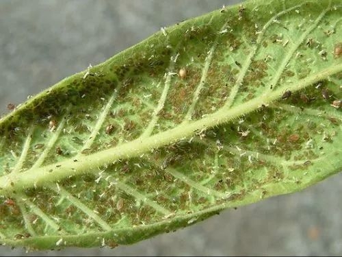 马铃薯小叶病,马铃薯花叶病症状及防治方法