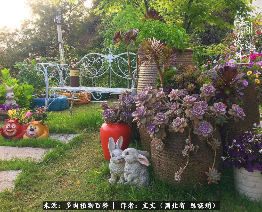 夏季多肉花园图片,初夏多肉花园