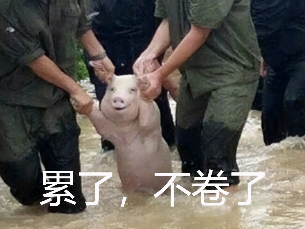 表面上大家都是打工人,有的同事却背地里学习《母猪的产后护理》