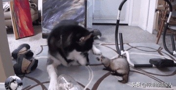 主人给二哈吃一盆狗粮,主人给二哈买了只鸡