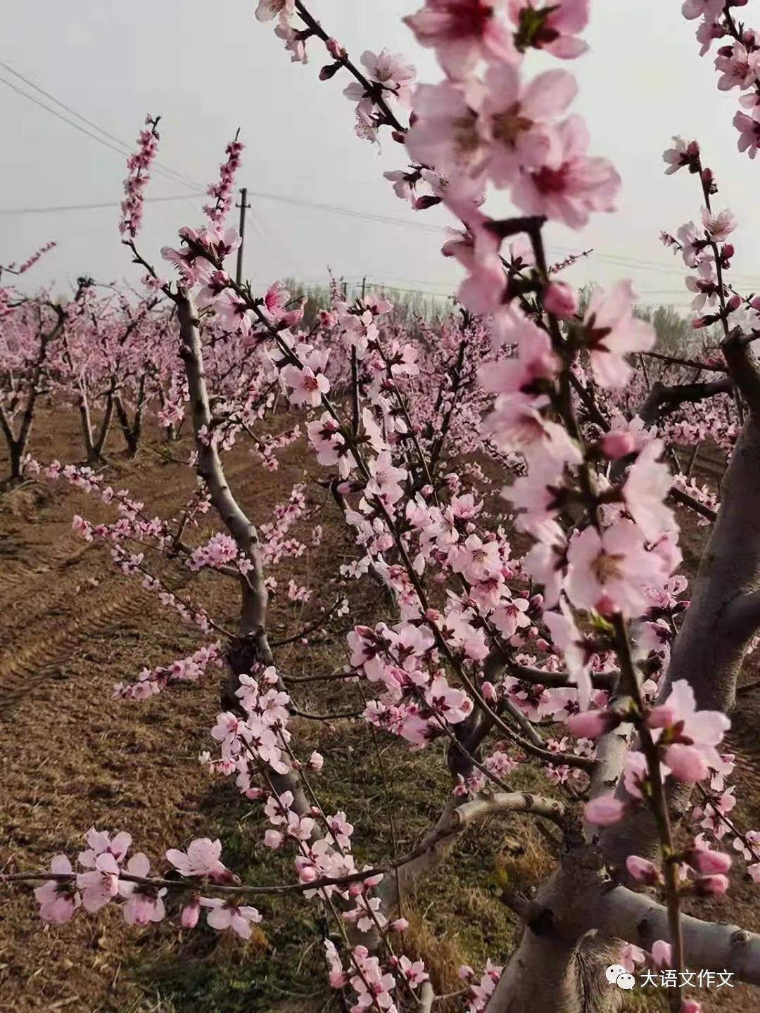 临西第六小学四年级赵若琳2260字的《我的自传》