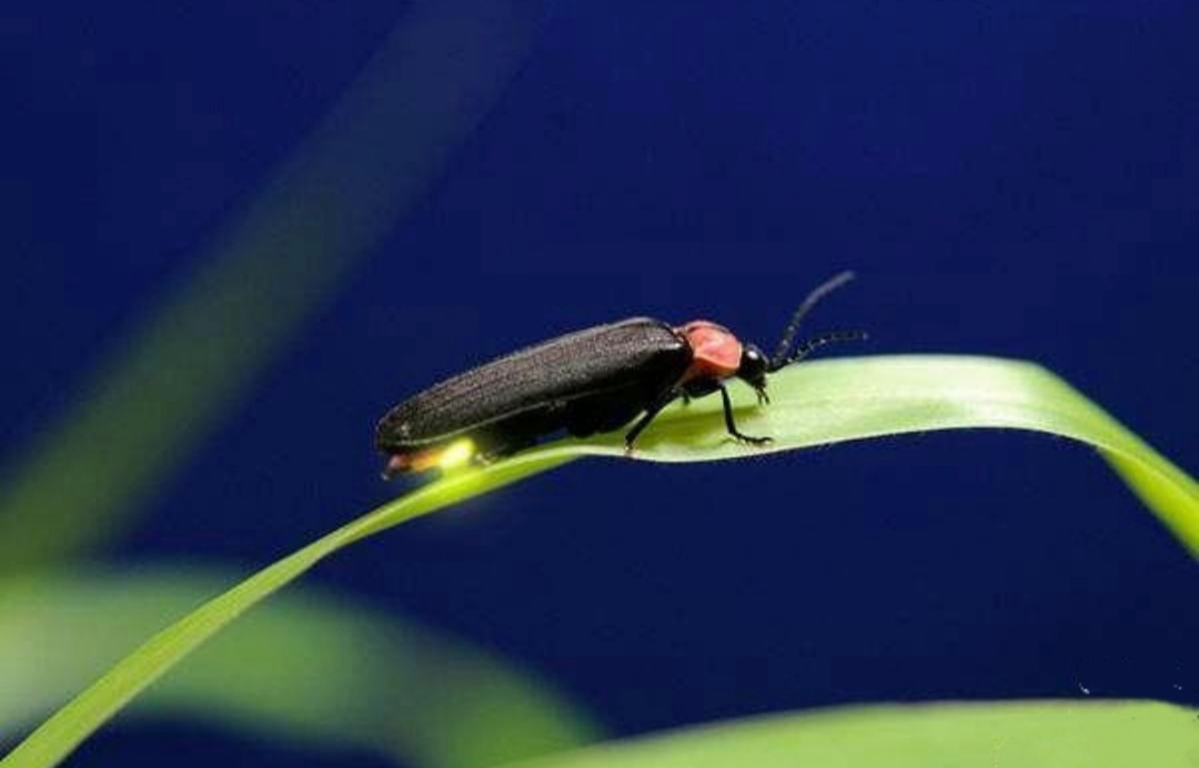 童年记忆里的小虫子,儿时的记忆夏天的风