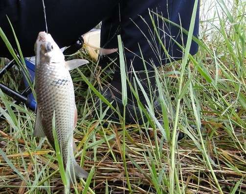 广东钓土鲮鱼用多大的子线和钩子,南宁用什么饵料钓土鲮