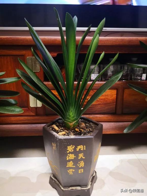 养花热门小常识大全,养花的几个小常识视频