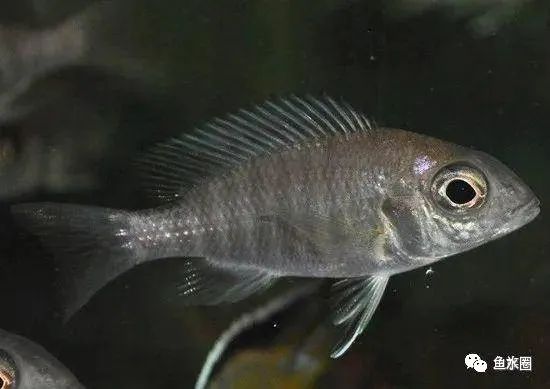 三湖慈鲷马鲷孔雀珍珠系能长多大,三湖慈鲷之孔雀