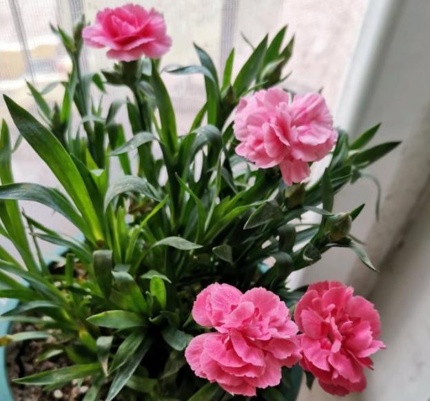 康乃馨开完花花苞怎么处理,康乃馨开完一次之后怎么开第二次