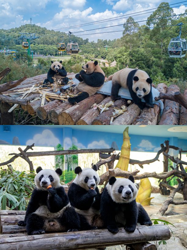 长隆野生动物世界需要几个小时,长隆野生动物园最优攻略