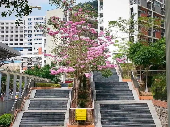 红岭中学可以走读吗,深圳红岭中学优缺点