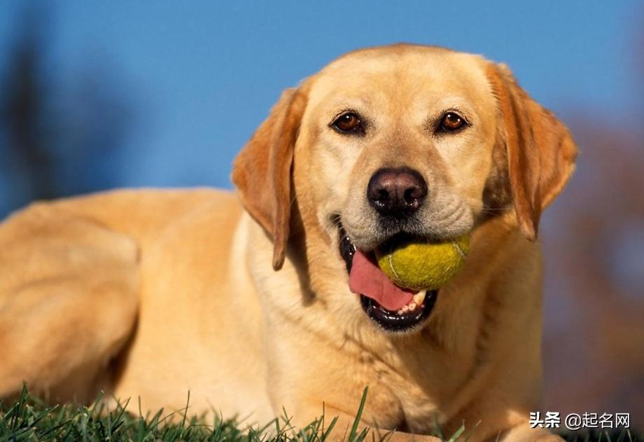狗狗最可爱的名字都是什么,狗狗叫什么名字好听可爱霸气公狗