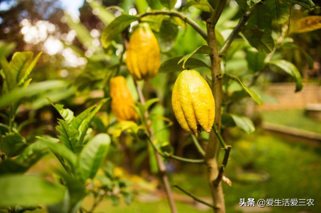 佛手柑种植新政策,佛手柑一亩种植成本