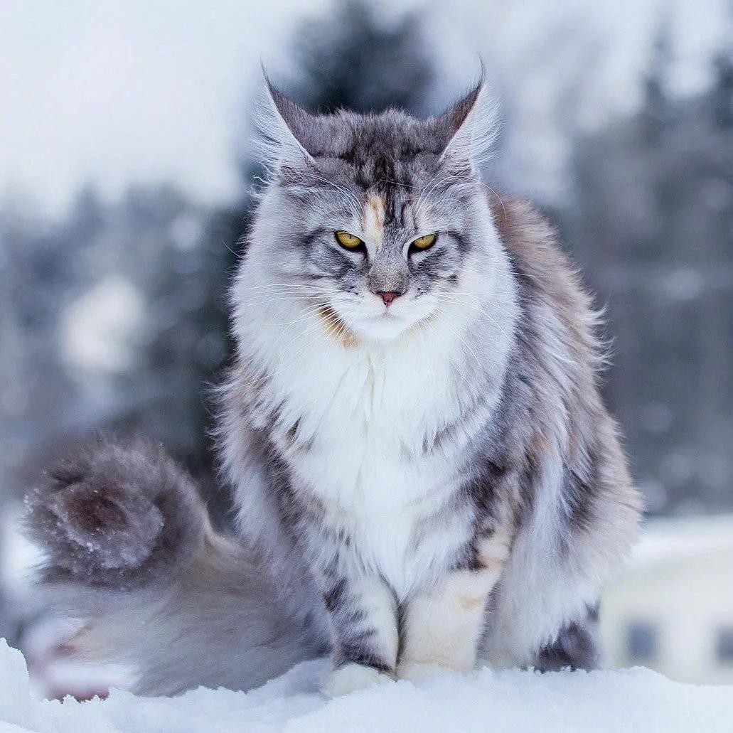 美国最可爱的猫,美国最有代表性的猫