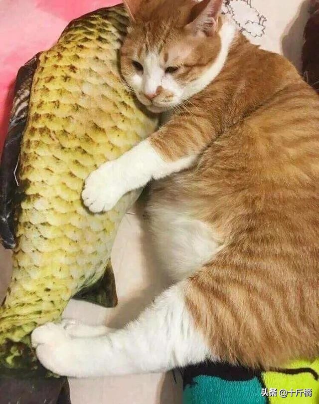 弓形虫不治会有什么危害,弓形虫是孕妇和胎儿的大敌