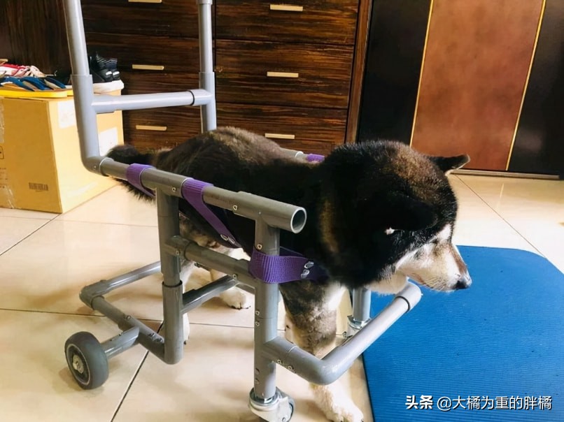 被主人安乐的柴犬,台湾安乐死狗
