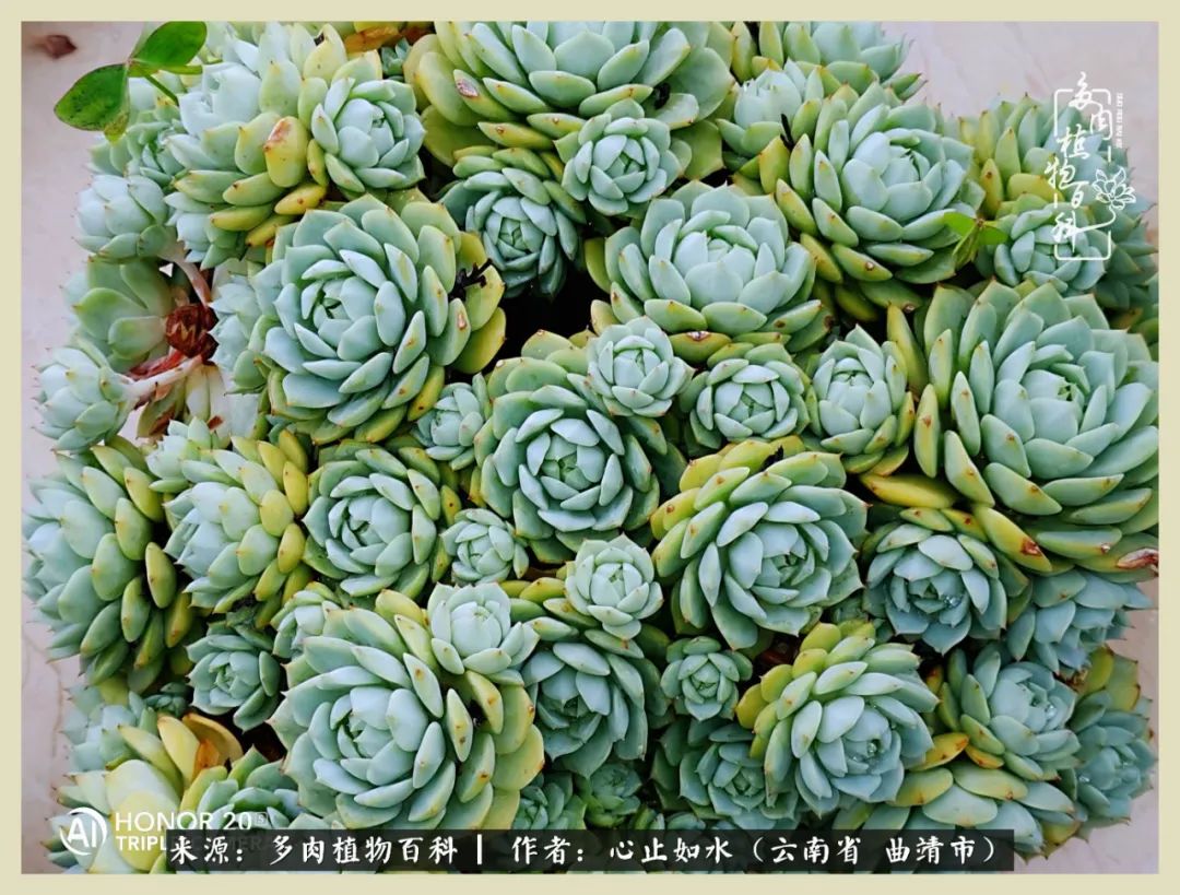 感谢陪伴感恩所有的遇见,让每个人都能感受到多肉的美好