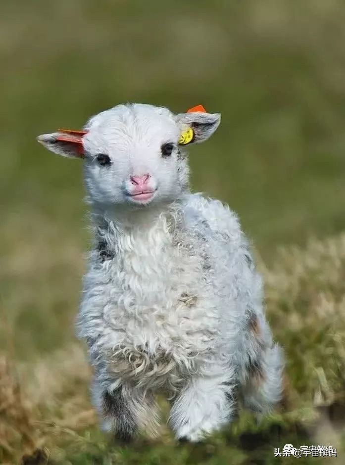 20张动物照片,宝宝萌照动物图片