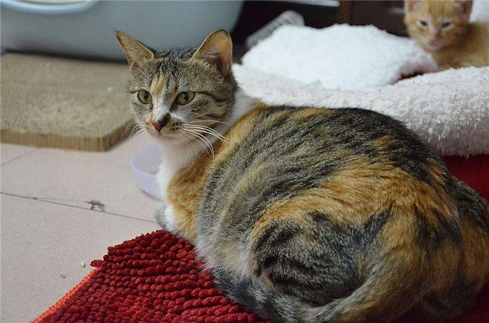 猫咪生下来第一天,猫咪生的第一窝小猫一定不能留吗