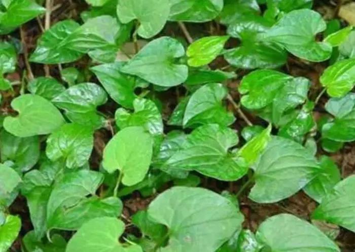 院子里有杂草适合养什么,庭院清除杂草的最佳方法