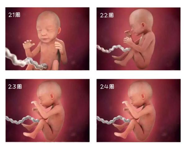 探索生命的奥秘，组图带你了解孕妈怀孕40周，胎儿第一周的变化