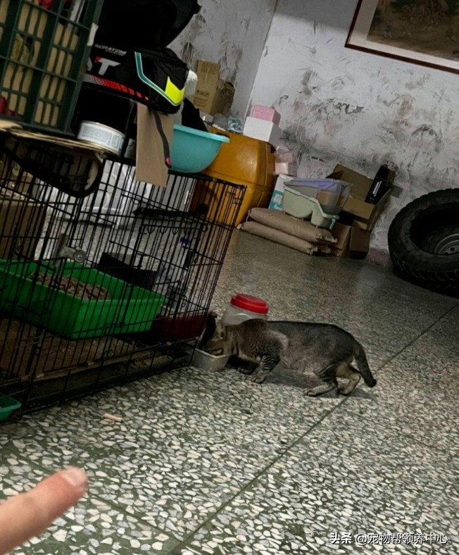 流浪猫是如何找到投喂的猫粮,流浪猫喂过一次找不到了怎么办