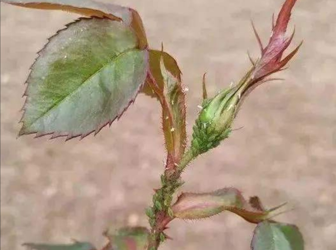 花卉虫子的种类除虫方法,怎么预防花卉生虫