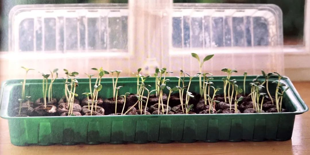 育苗种子如何选种,最简单培育优良的种子