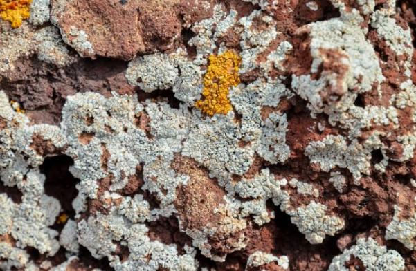 新西兰专家:路边的地衣不壮阳,别再被这些网红产品忽悠了