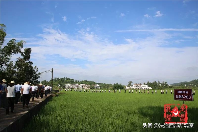 稻花香生态养殖,稻花香种植家庭农场