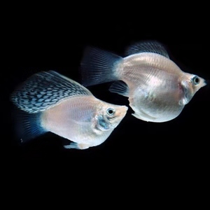 这种小型鱼也能饲养爆缸，小鱼苗生下来就可投喂鱼饲料，很省事的