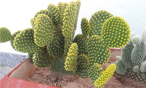 仙人掌怎么养才会爆盆,仙人掌如何长大不长侧芽还开花