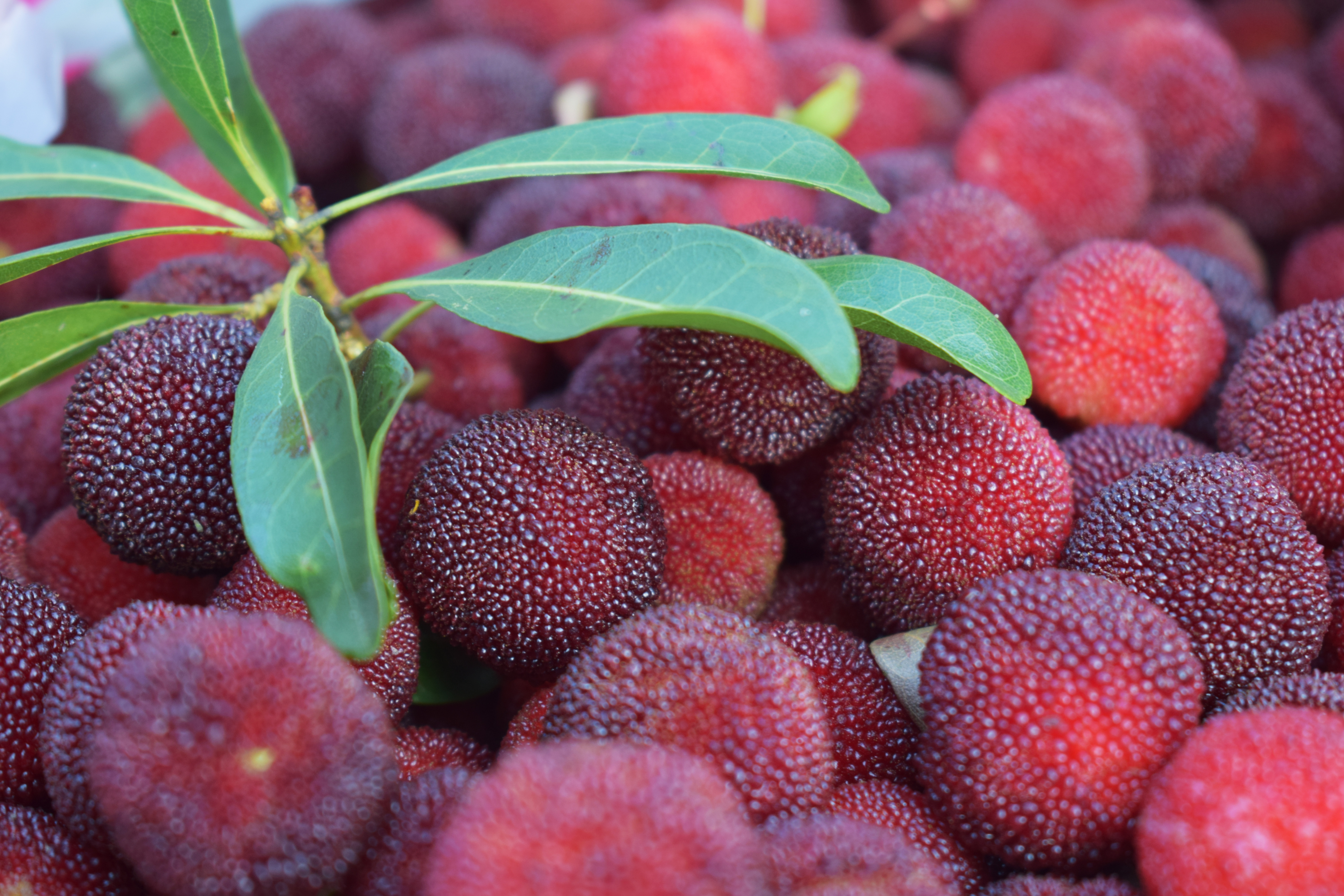 杨梅吃不完怎么做杨梅汁,杨梅吃不完怎么腌制