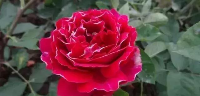 4000种不一样的玫瑰品种大全,100种玫瑰品种图鉴大全