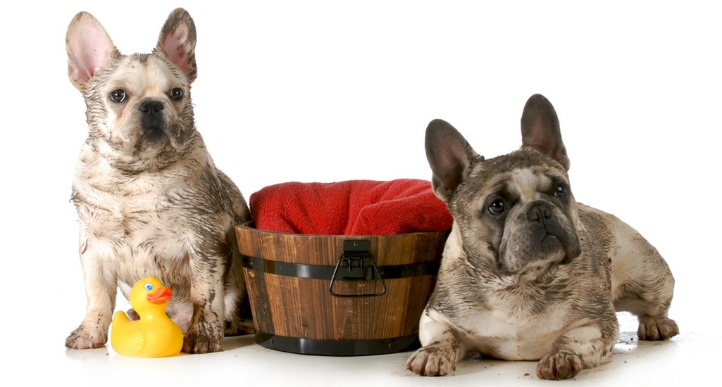 法国斗牛犬品种简介,狗狗品种法国斗牛犬