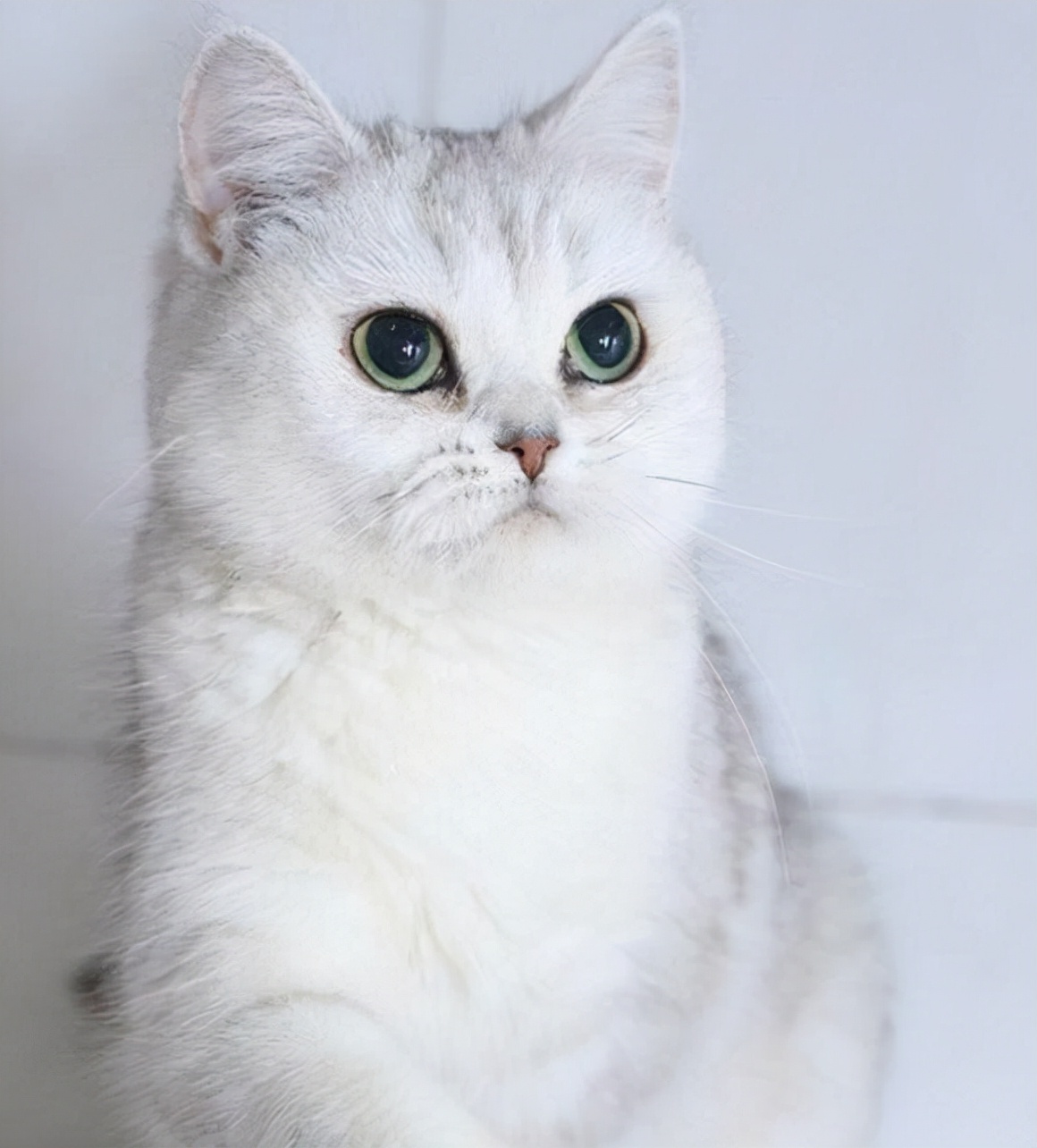 英国短毛猫养猫,英国短毛猫养猫知识