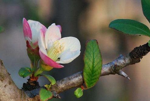 没有蔷薇科，哪里会有春天？