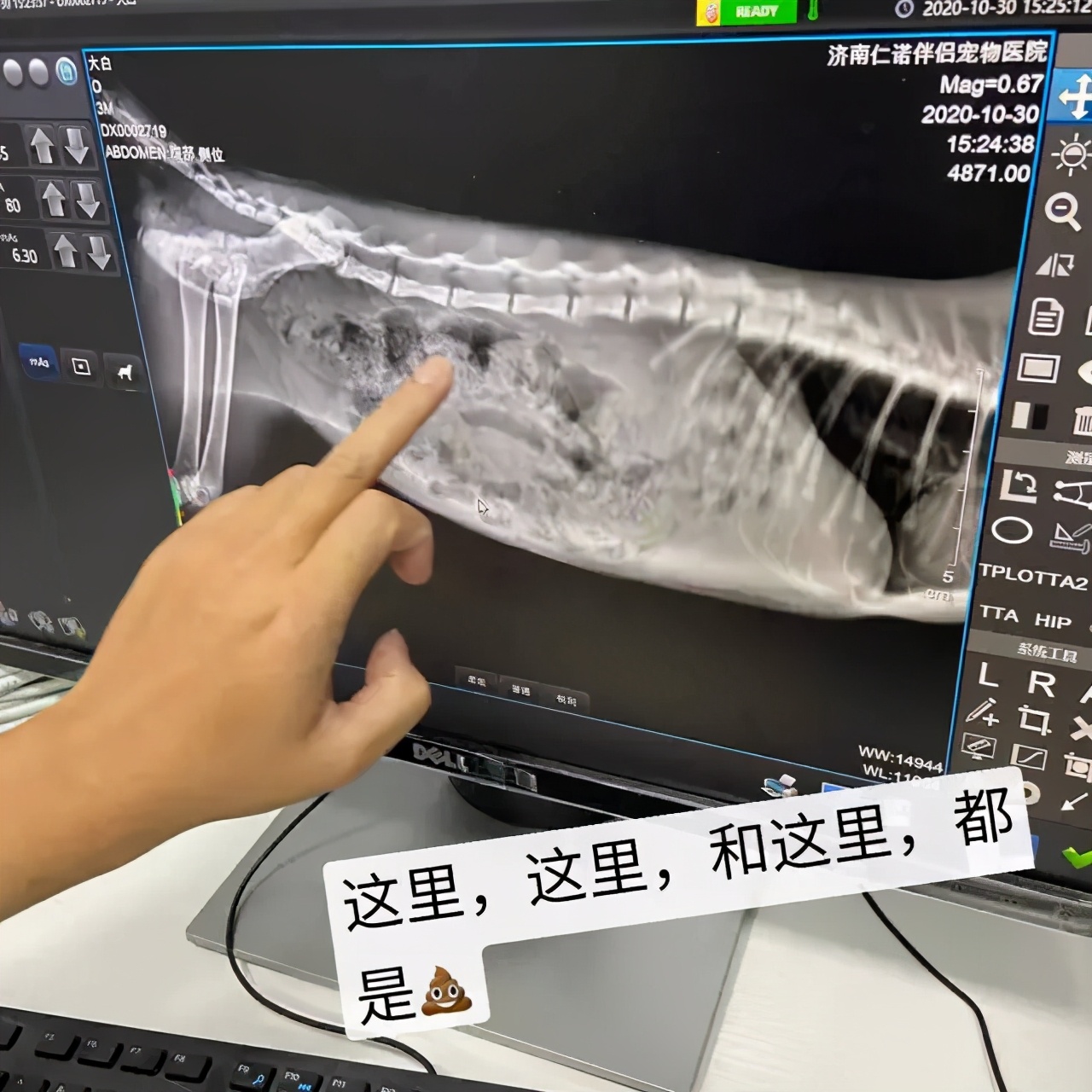 万万没想到被骗的这么惨，我们家猫怀了一肚子屎