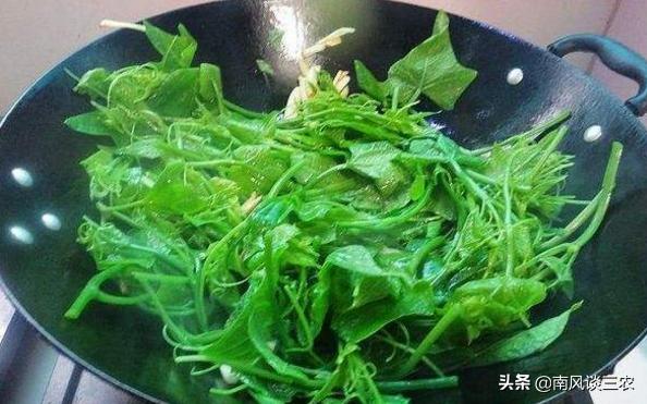 种植一次连年收获的蔬菜,种植什么蔬菜一年收益十万元