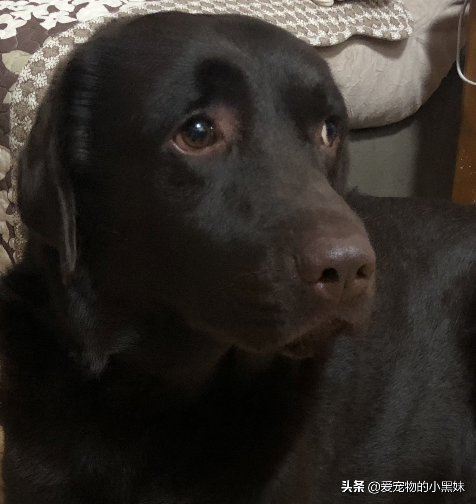 犬*麻疹荨**和血管性水肿是啥？狗狗为什么脸肿？这其实是过敏反应