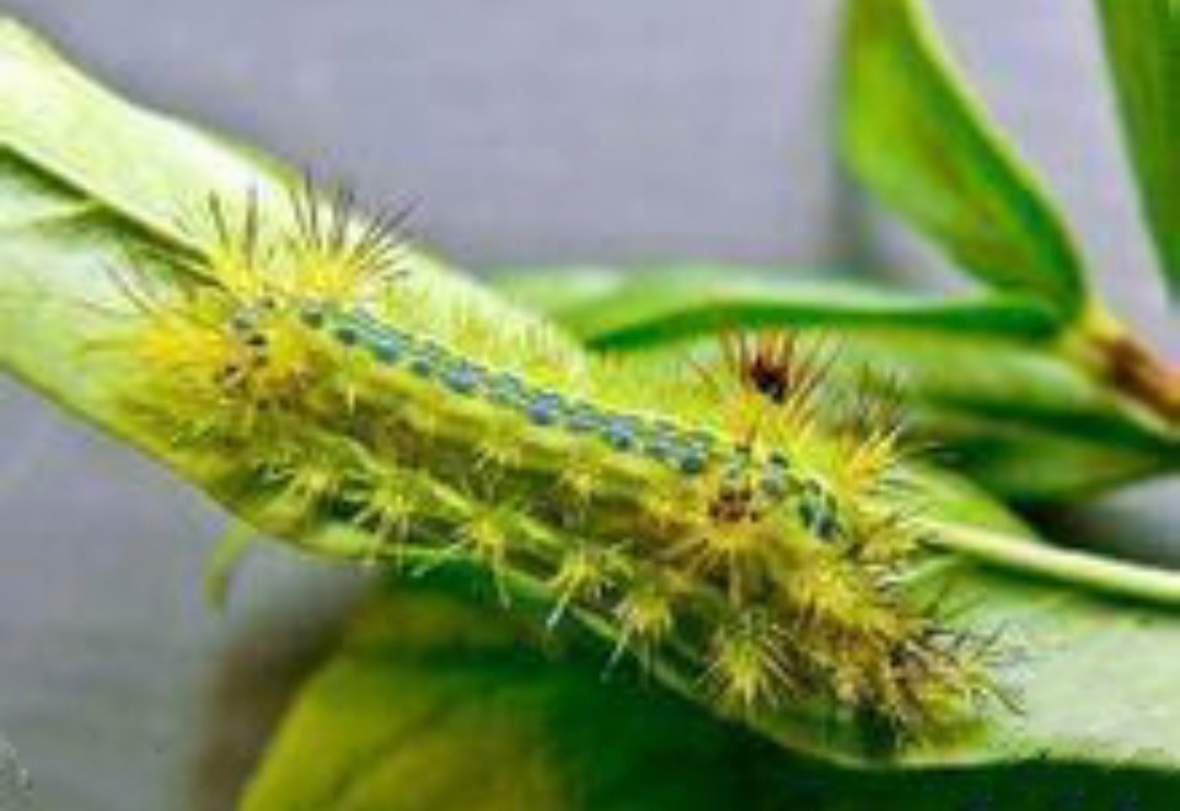 童年记忆里的小虫子,儿时的记忆夏天的风