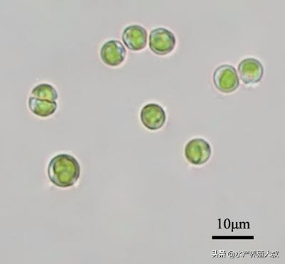 水产养殖藻类培养做法,水产养殖什么藻类最好