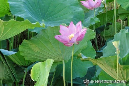 40句必背诗经经典,十首诗经名篇惊艳了三千年的时光