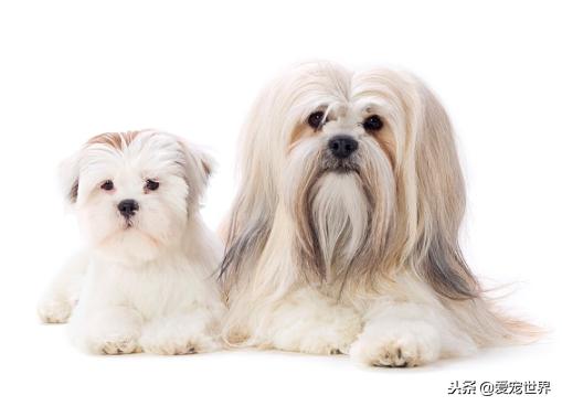 大型长毛犬梳理毛发,头顶经常扎小辫子的小型犬