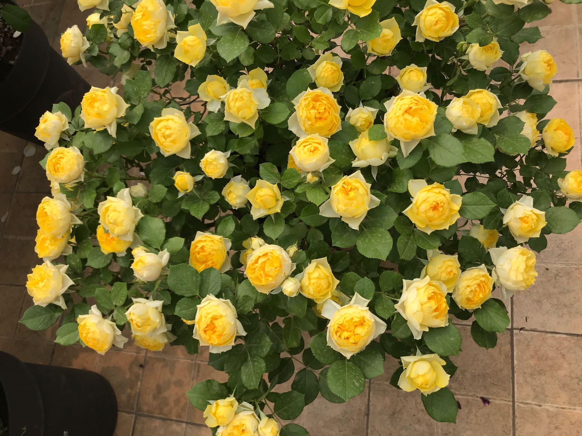 月季夏天可以给花苞戴网套吗,月季花苞网套