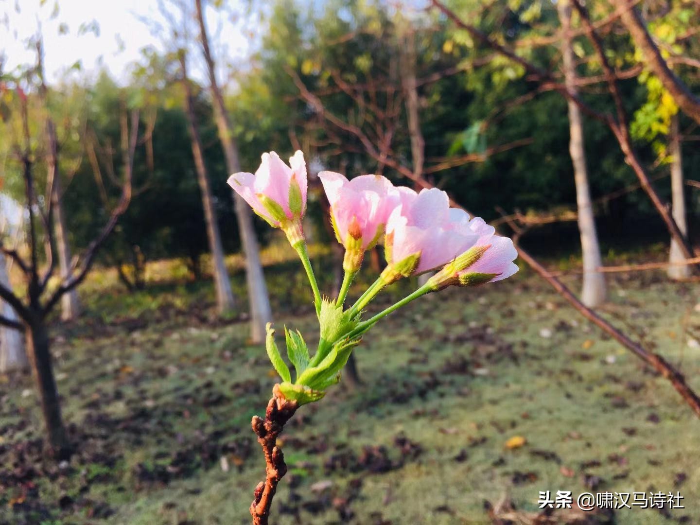 谁怜篱菊花将尽，犹记前朝香满庭——啸汉马诗社雅集第二十二辑