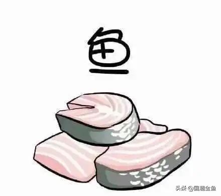 养鱼日常金鱼,养鱼学问观赏鱼