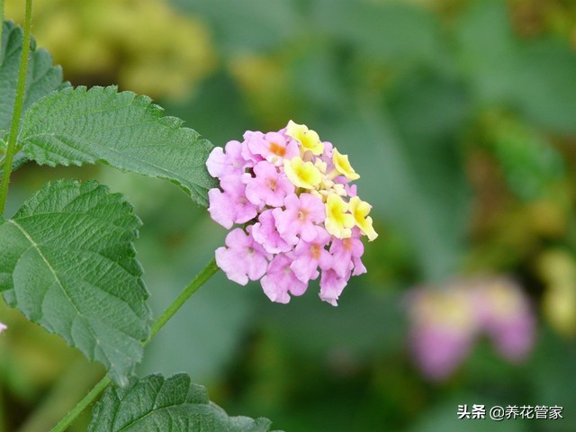 美女樱6个系列，你认识哪一种？